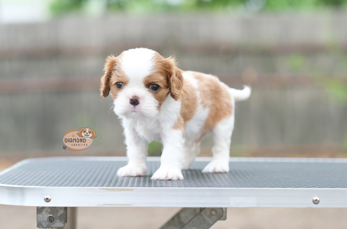 คาวาเลียร์ เพศผู้ เกิดมาจากพ่อแม่นำเข้า หน้าตาน่ารัก แบ๊วๆ นิสัยขี้อ้อน ยิ้มเก่ง สายเลือดดี