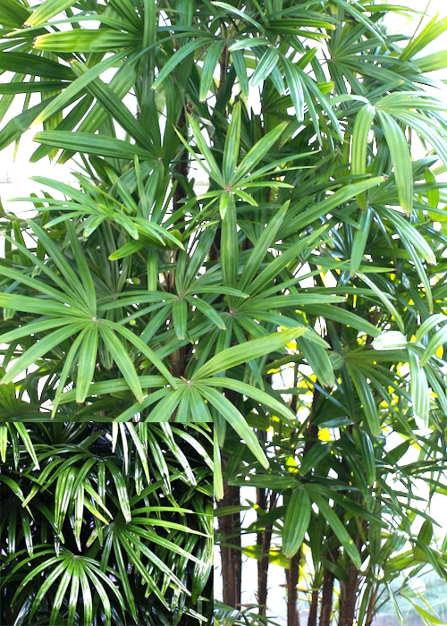 Rhapis excelsa (Lady Palm)