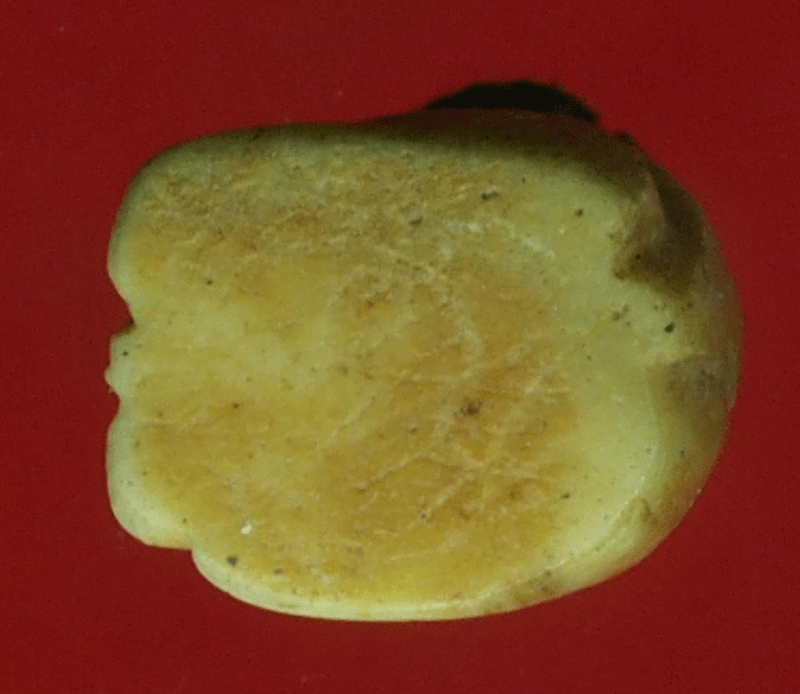 B2499 เสือแกะ ไม่ทราบที่และปีสร้าง (ยุคใหม่) 12