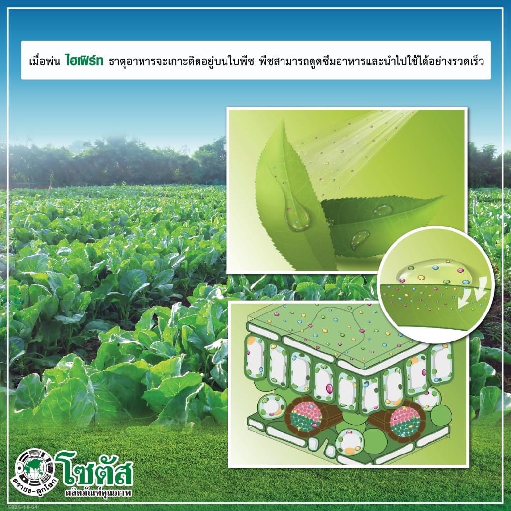 (ยกลัง12ขวด) ไฮเฟิร์ท-โกร 13-13-13 (Hifert-Grow) ช่วยฟื้นฟูสภาพต้นหลังการเก็บเกี่ยว ต้นสมบูรณ์ แข็งแรง(ยกลัง12ขวด) ไฮเฟิร์ท-โกร 13-13-13 (Hifert-Grow) ช่วยฟื้นฟูสภาพต้นหลังการเก็บเกี่ยว ต้นสมบูรณ์ แข็งแรง