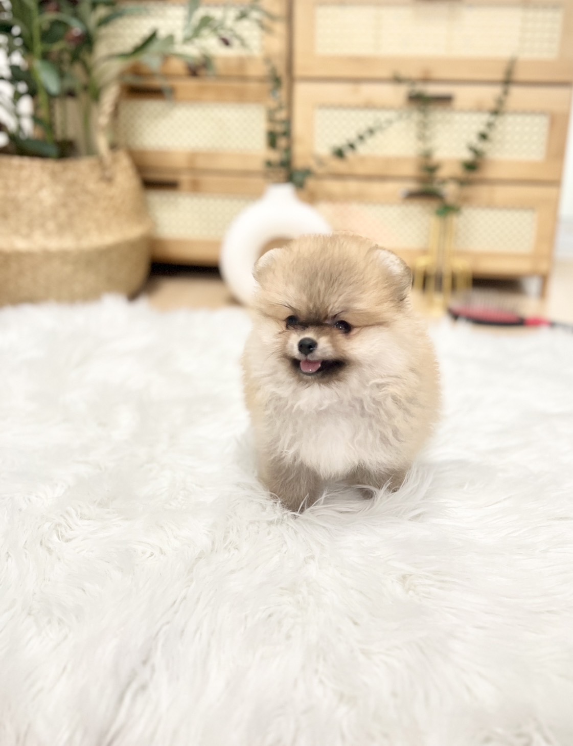 น้องปอมหน้าหมี สีส้ม เพศหญิง