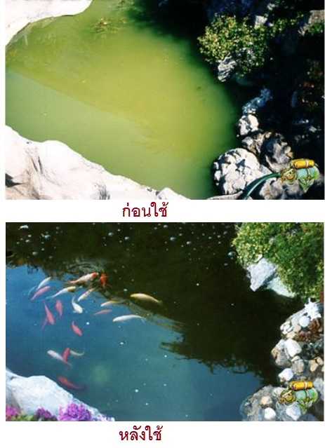 RQ Anti Algae (น้ำยากำจัดตะไคร่ น้ำขียว สาหร่าย ตะไคร่ ในบ่อปลา และตู้ปลา)
