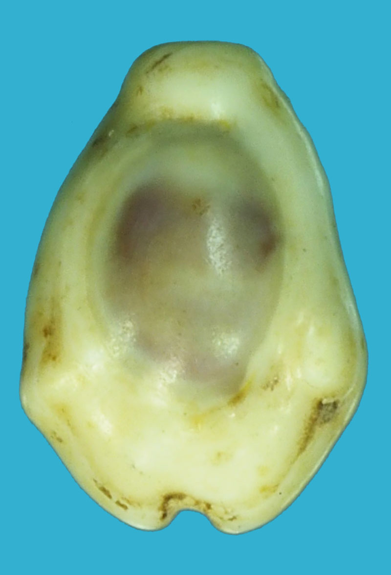 A5102 หอย เบี้ยโรงบ่อน ใช้แทนชิบเเลกเงินในโรงบ่อน 16