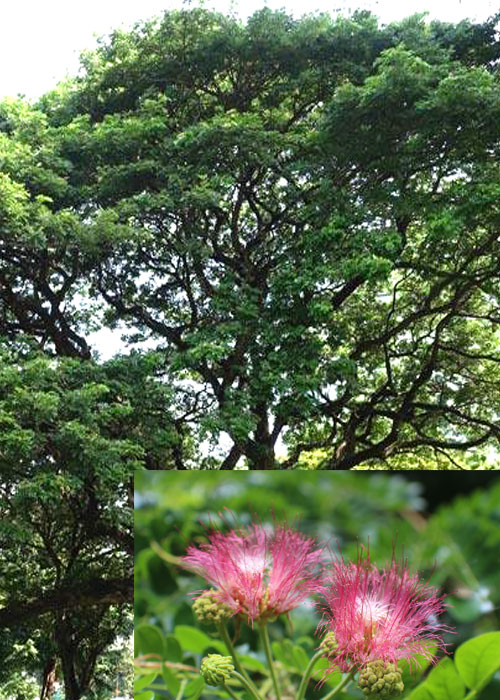 Samanea saman (Rain tree)