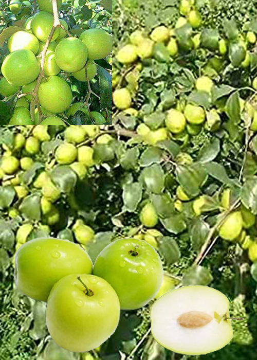 JUJUBE (Ziziphus mauritiana)