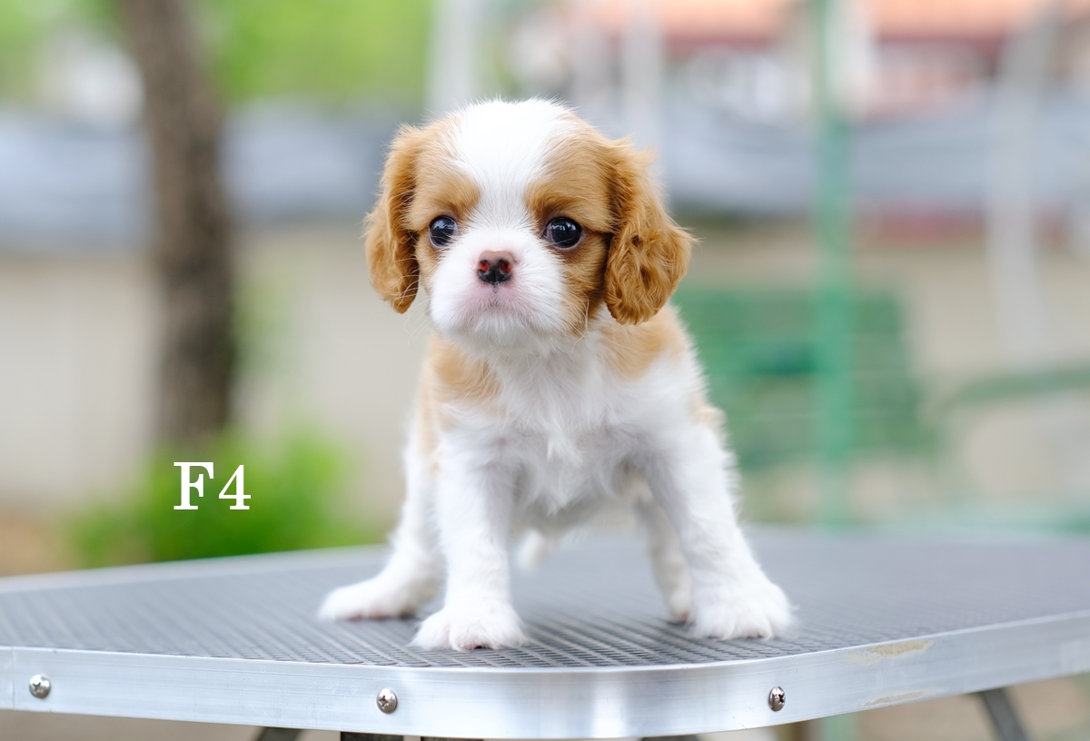 คาวาเลียร์ เพศเมีย เกิดมาจากพ่อแม่นำเข้า หน้าตาน่ารัก แบ๊วๆ นิสัยขี้อ้อน ยิ้มเก่ง สายเลือดดี