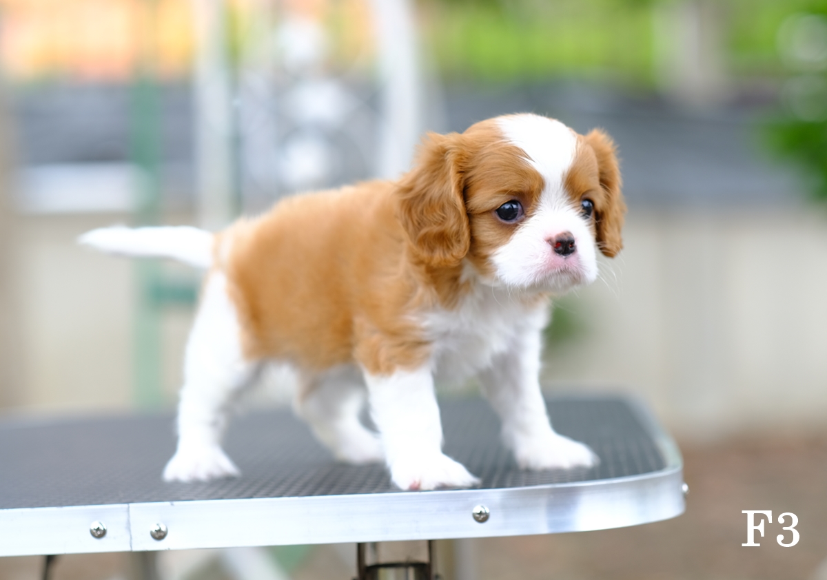 คาวาเลีย , เพศเมีย เกิดมาจากพ่อแม่นำเข้า กะโหลกใหญ่ สีเข้มสวย ร่าเริงวิ่งเล่นเก่ง สายเลือดดี