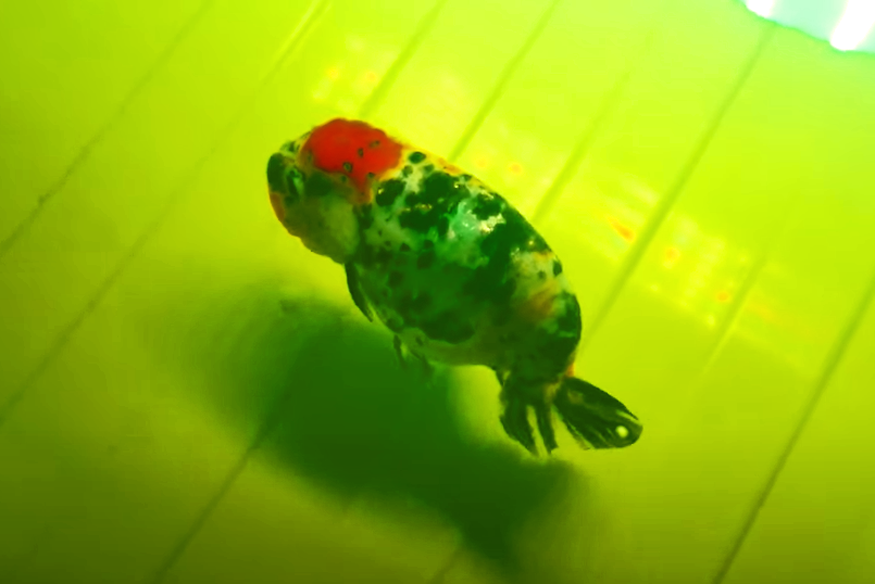 ยาเหลืองญี่ปุ่น 5 g.エルバーヅュ(🎌ผลิตภัณฑ์ของแท้จากญี่ปุ่น แก้ตกเลือด ตัวเปื่อย ซึมเบื่ออาหาร🎌)