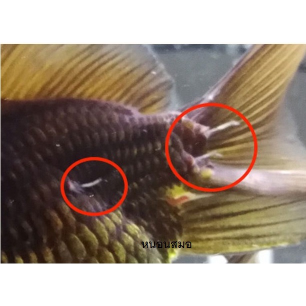 Bio-Knock สูตร 4 60 ml.(กำจัดปรสิต เห็บ หนอนสมอ พยาธิ ปลิงใส)