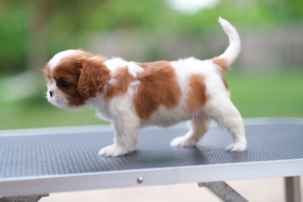 (sold out) เพศเมีย คาวาเลียร์ สายเลือดดีเกิดมาจากพ่อนำเข้า และมีตำแหน่งไทยแชมป์ สุขภาพแข็งแรง มีรับประกันหลังการขาย และมีเทรนเนอร์และนำวิธีการเลี้ยงให้ตลอดการเลี้ยงดูสุนัข