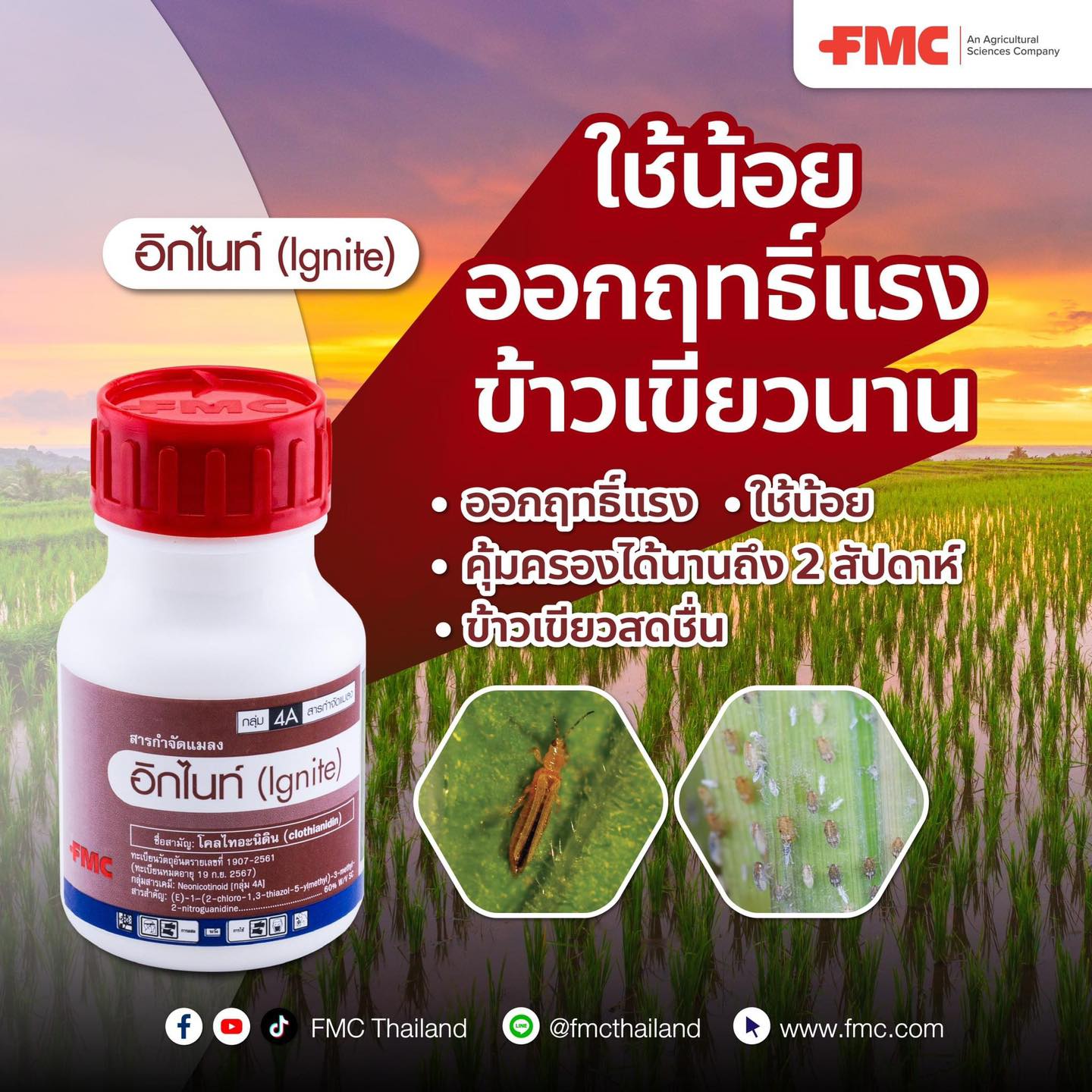 อิกไนท์ (ignite) ขนาด 50 ซีซี สารโคลไทอะนิดิน 60% W/V SC กำจัดเพลี้ยไฟ ออกฤทธิ์แรง เขียวนาน