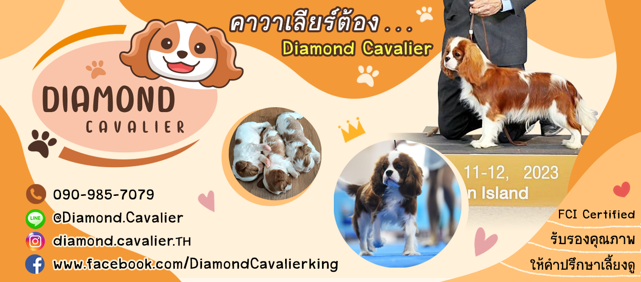 Diamond Cavalier