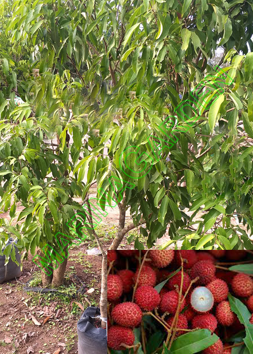 LYCHEE (Litchi chinensis Sonn)