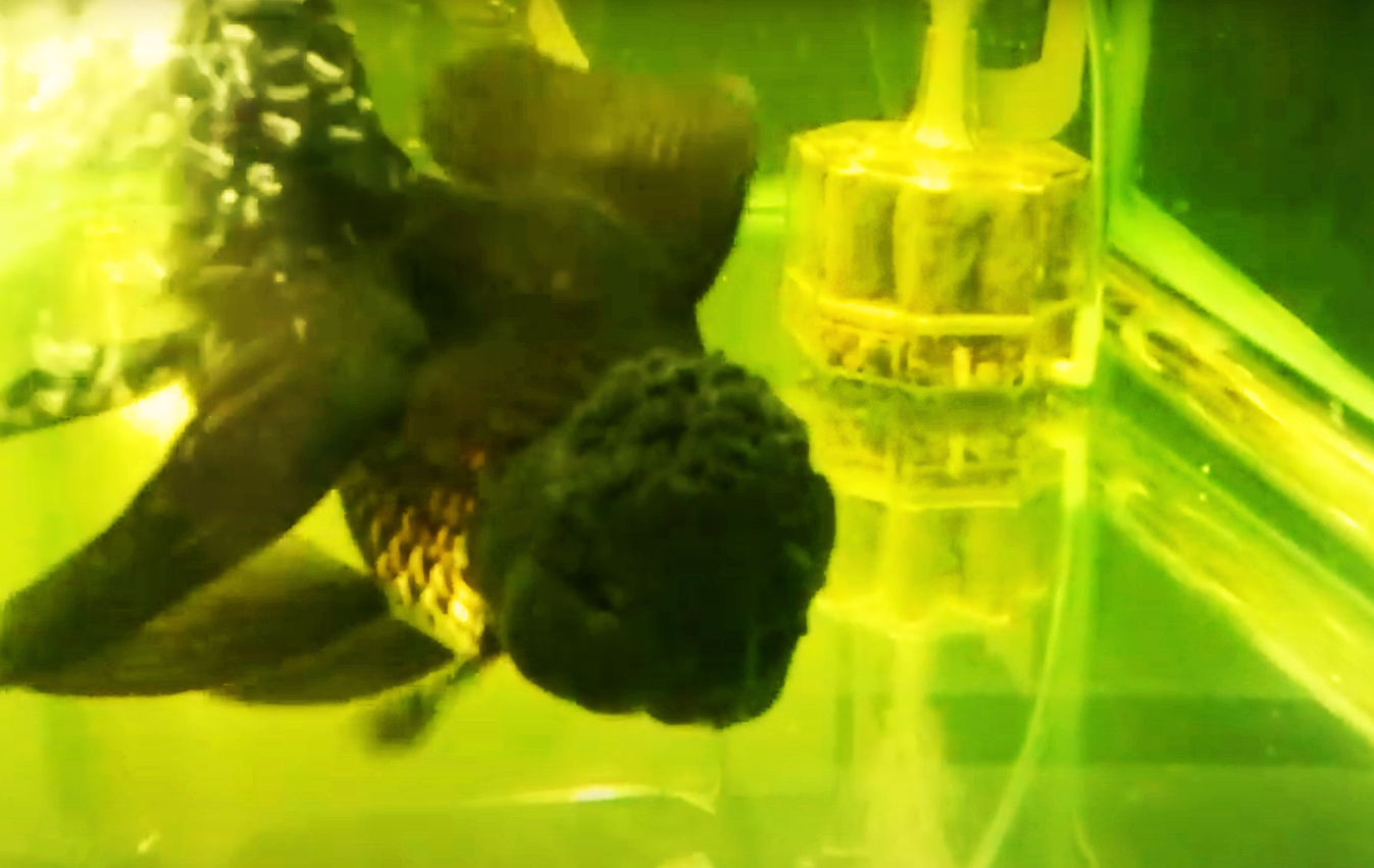 ยาเหลืองญี่ปุ่น 5 g.エルバーヅュ(🎌ผลิตภัณฑ์ของแท้จากญี่ปุ่น แก้ตกเลือด ตัวเปื่อย ซึมเบื่ออาหาร🎌)