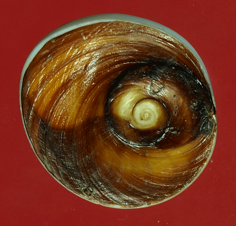 B2666 คดหอยโบราณ เป็นของสะสม 17