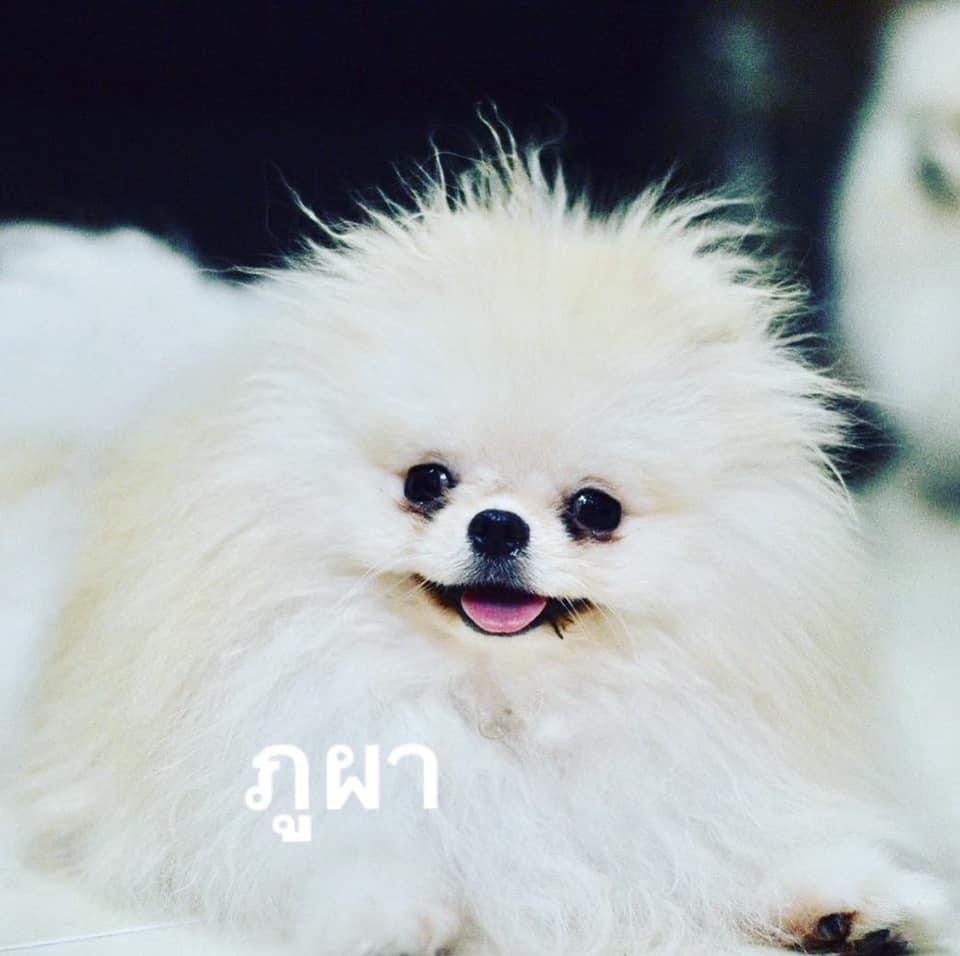 เปิดรับผสมพ่อพันธ์ุปอมเมอเรเนียน สายเลือดดี