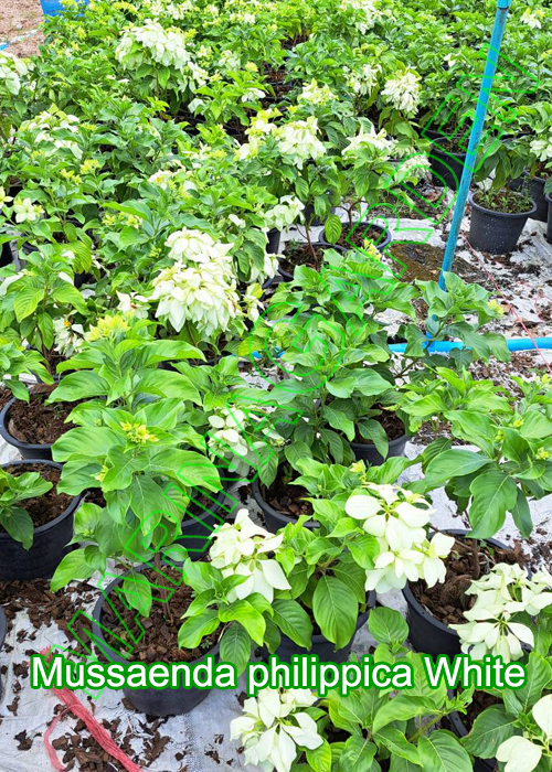 Mussaenda-philippica-White
