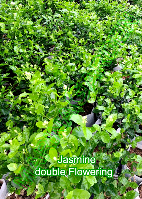 Jasmine-double-Flowering