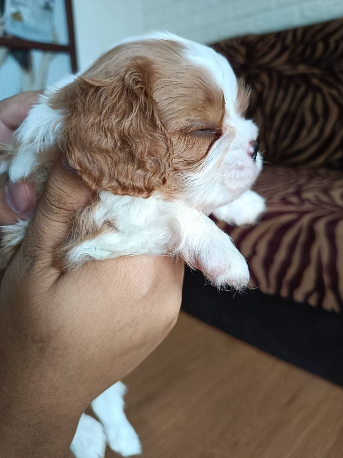 (sold out) น้องM2 คาวาเลียเพศผู้ หน้าตาน่ารัก นิสัยดี สถานะพร้อมย้ายบ้าน สุขภาพแข็งแรงดี