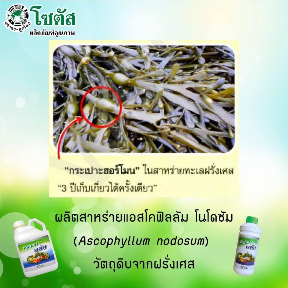 (ยกลังx12ขวด) เกอมาร์พลัส ส่งเสริมการออกดอกติดผล ฟื้นสภาพต้นหลังเก็บเกี่ยว เกอมาร์ พลัส (Goemar Plus) ขนาด1ลิตร