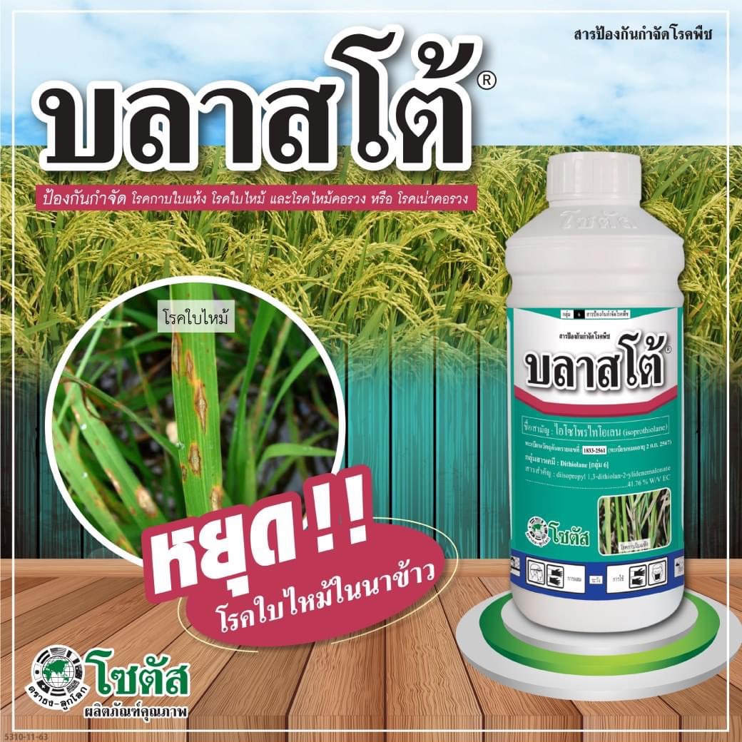 บลาสโต้ - ไอโซโพรไทโอเลน 41.76% EC สารป้องกันกำจัดโรคพืชชนิดดูดซึม ป้องกันกำจัดโรคกาบใบแห้งในข้าว