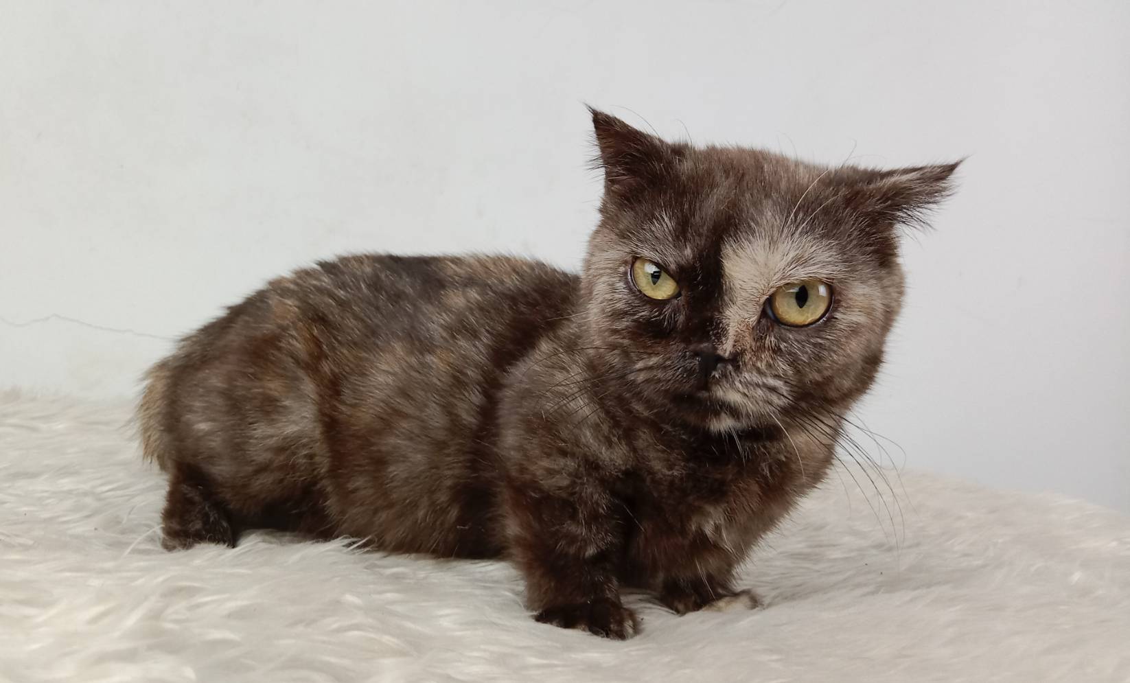 3.แมวมันช์กิ้น/เพศเมีย หาบ้าน Munchkin Cat/Female looking for a new home