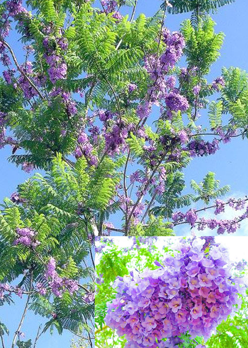 Jacaranda obtusifolia (Jacaranda)