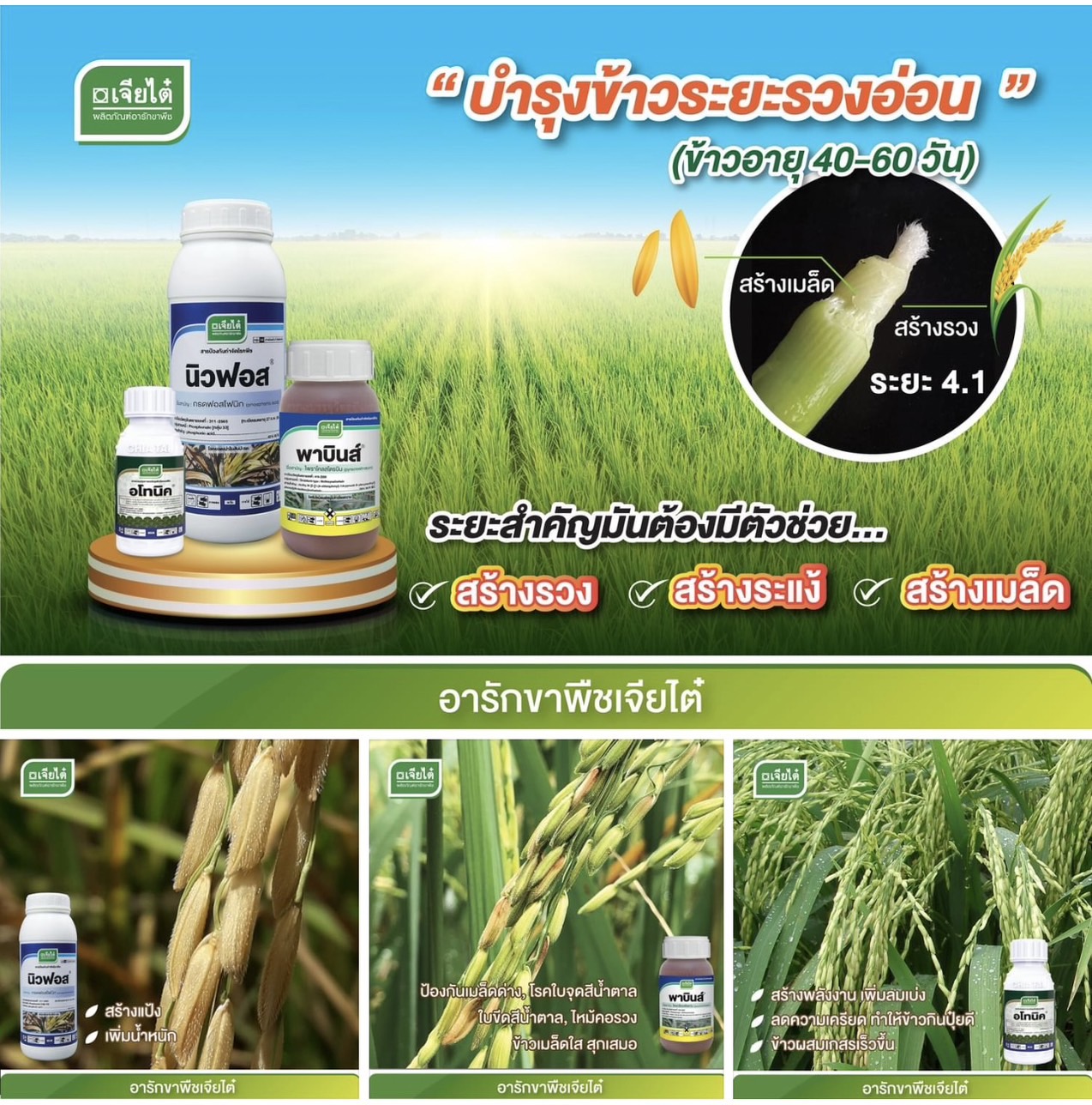 อโทนิค 100 ซีซี + นิวฟอส 1 L + พาบินส์ 250 มล.บำรุงข้าวระยะรวงอ่อน (ข้าวอายุ40-60วัน) สร้างรวง สร้างแง้ สร้างเมล็ด