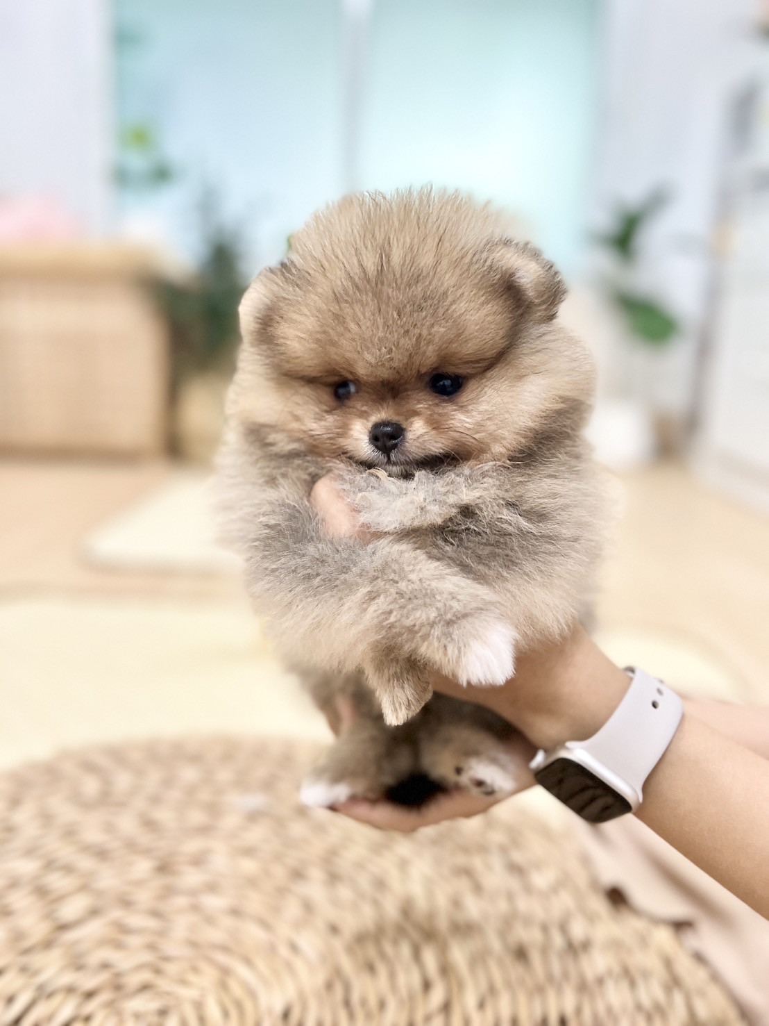 น้องปอมสีส้ม