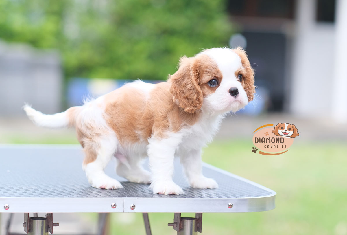 คาวาเลีย , เพศผู้ เกิดมาจากพ่อแม่นำเข้า กะโหลกใหญ่ สีเข้มสวย ร่าเริงวิ่งเล่นเก่ง สายเลือดดี