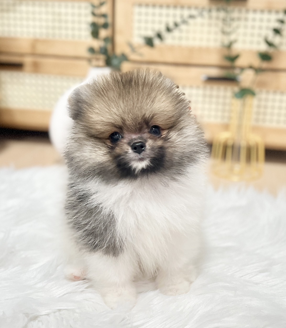 ปอมเมอเรเนีย ช น่ารัก ขนแน่น