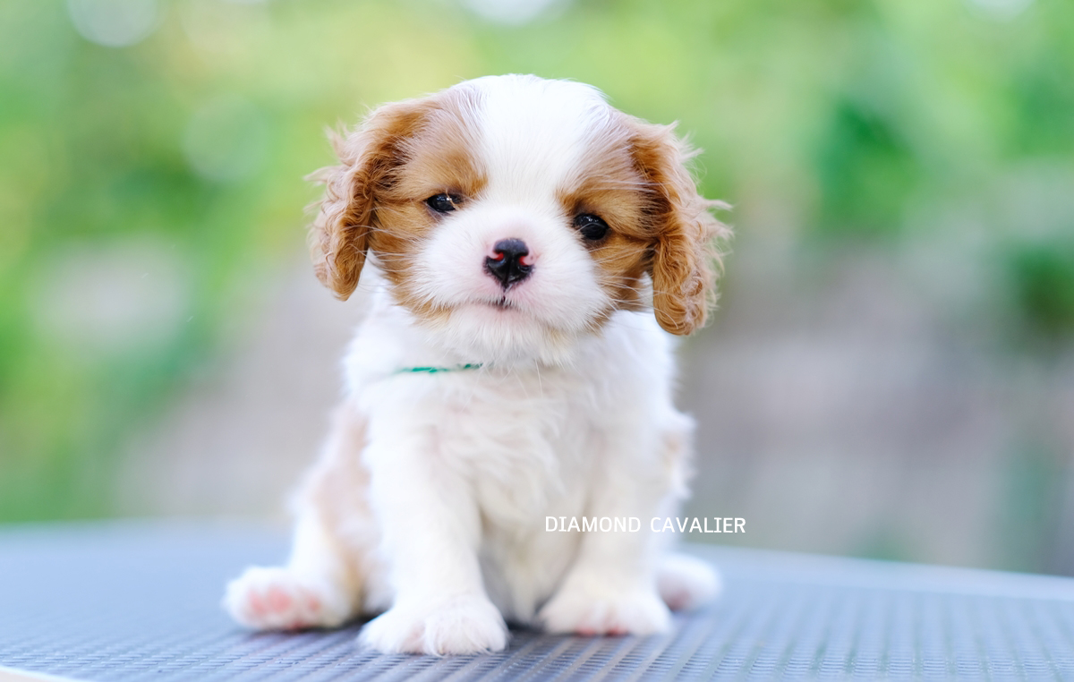 พร้อมจำหน่าย ลูกคาวาเลียร์ เพศเมีย เกิดมาจากพ่อแน่นำเข้า และมีตำแหน่งเป็นไทยแชมป์ทั้งพ่อและแม่ สายเลือดดี สุขภาพสมบูรณ์แร็ง กินเก่งเลี้ยงง่าย ใครต้องการสุนัขคาวาเลียร์สายพันธุ์ดีๆ พลาดไม่ได้ค่า