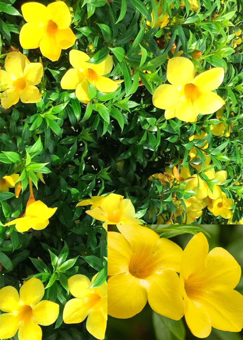 Allamanda-L