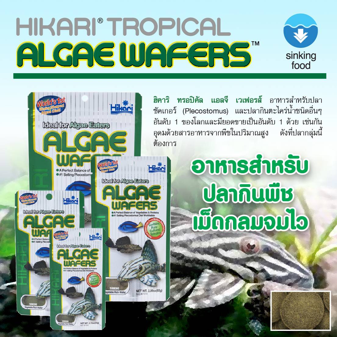 Hikari Algae Wafers (อาหารสำหรับปลาพื้นตู้ และปลาทะเล สูตรผสมสาหร่าย)