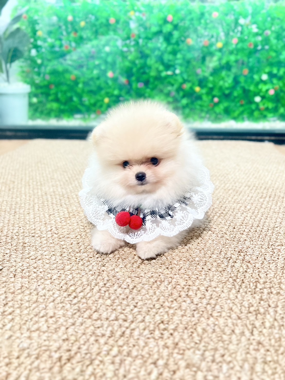 ปอมหน้าหมีขนเเน่น เพศผู้