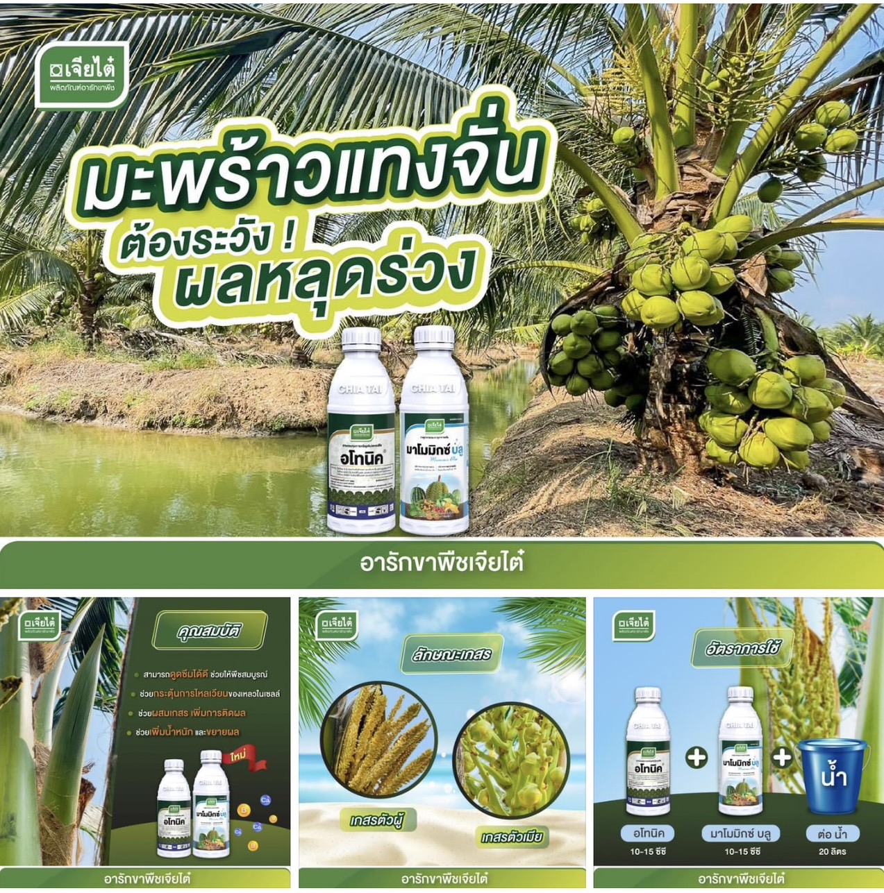 อโทนิค1 L + มาโมมิกซ์ บลู 1 L ดูดซึมได้ดี ช่วยให้พืชสมบูรณ์ ผสมเกสร เพิ่มการติดผล