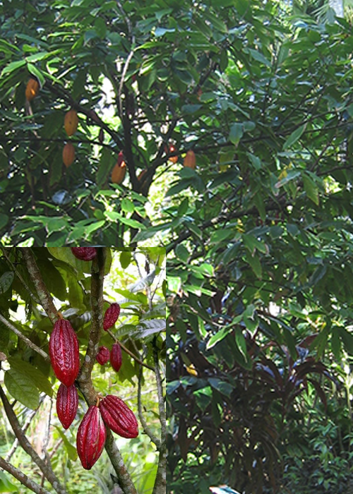 CACAO TREE (Theobroma cacao L)