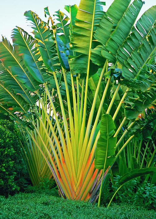 Ravenala madagascariensis (Traveler's Palm)