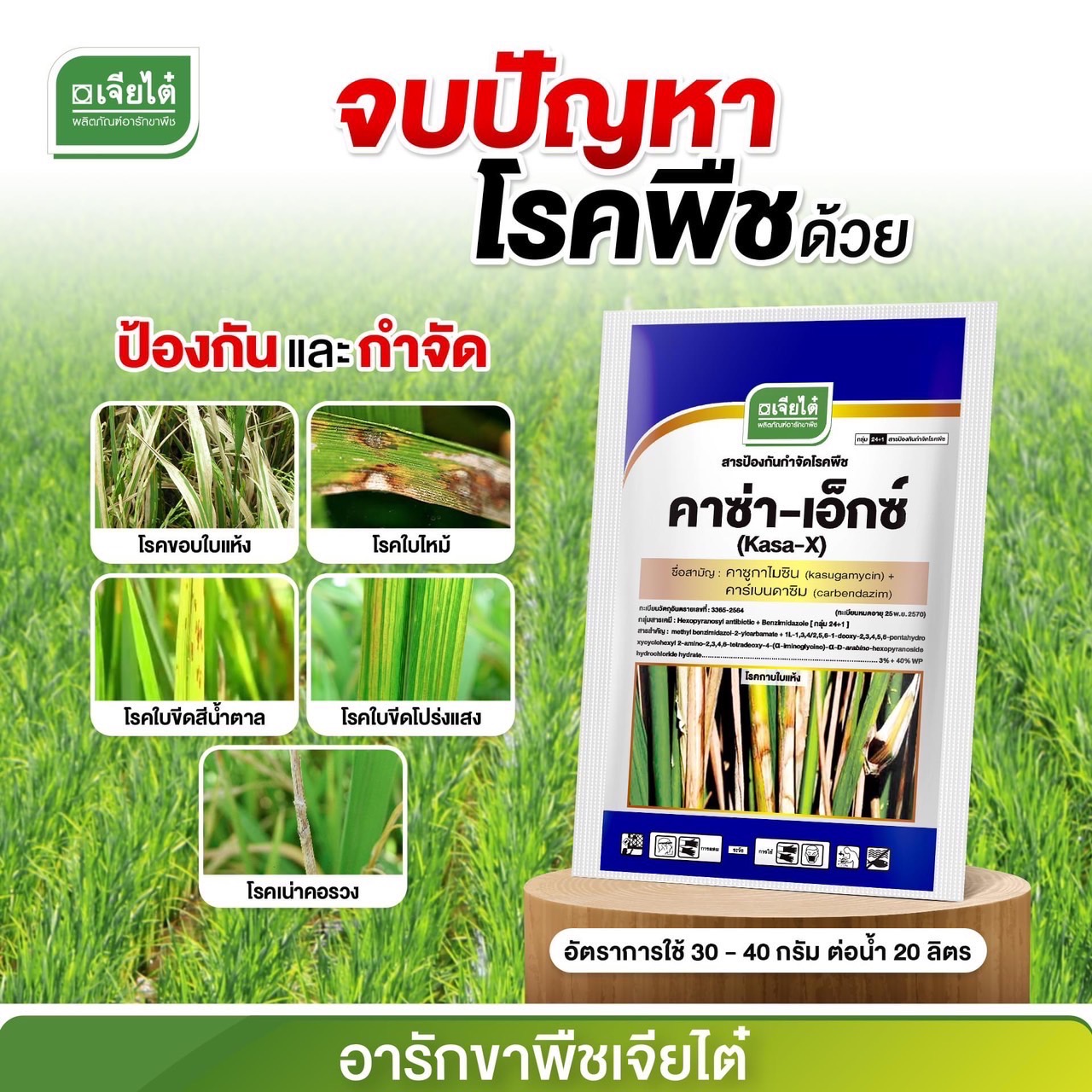 คาซ่า -เอ็กซ์ คาซูกาไมซิน 40 %+ คาร์เบนดาซิม 3%WP ขนาด 500 กรัม ป้องกันและรักษา โรคใบแห้ง โรคกาบใบแห้ง โรคใบไหม้ โรคเน่า