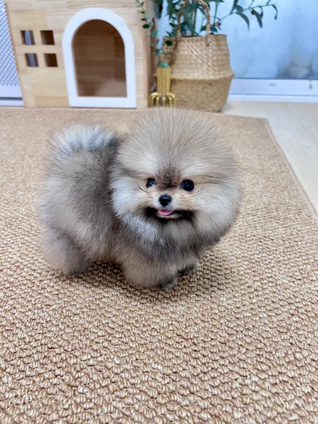 ขายปอมหน้าหมีตัวเมีย