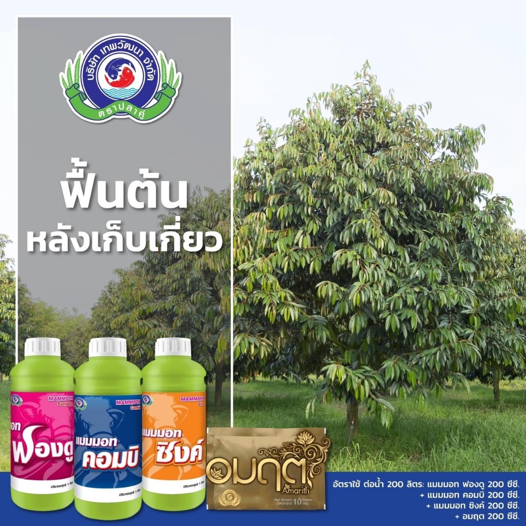 ชุดฟื้นต้น สร้างใบหลังเก็บเกี่ยว แมมมอท ฟองดู+แมมมอท คอมบิ+อมฤต ( โมลิบดินัม )