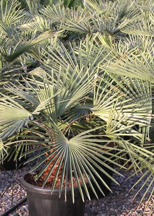 Livistona muelleri (Draf Fan Palm)