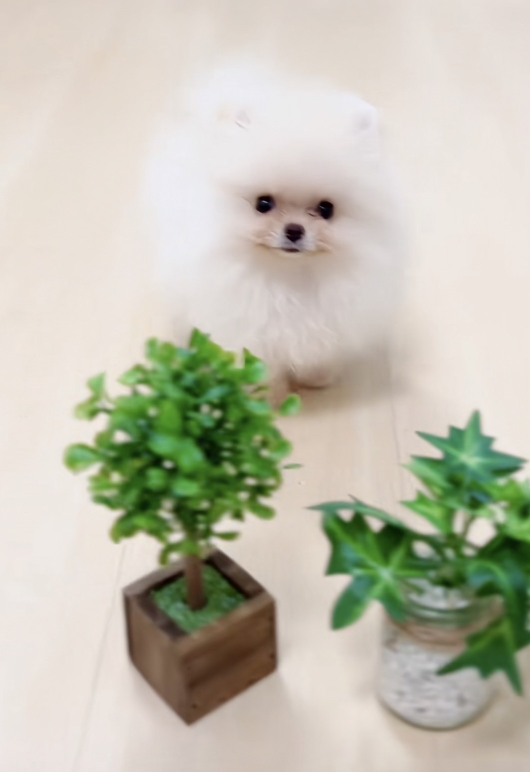 มาแอบเอาไอวี่ไปเลี้ยงมั้ย