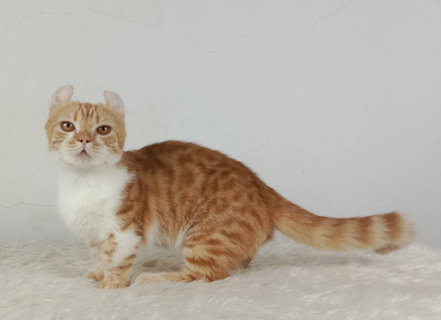 4.แมวมันช์กิ้น/เพศผู้ หาบ้าน Munchkin Cat/Male looking for a new home