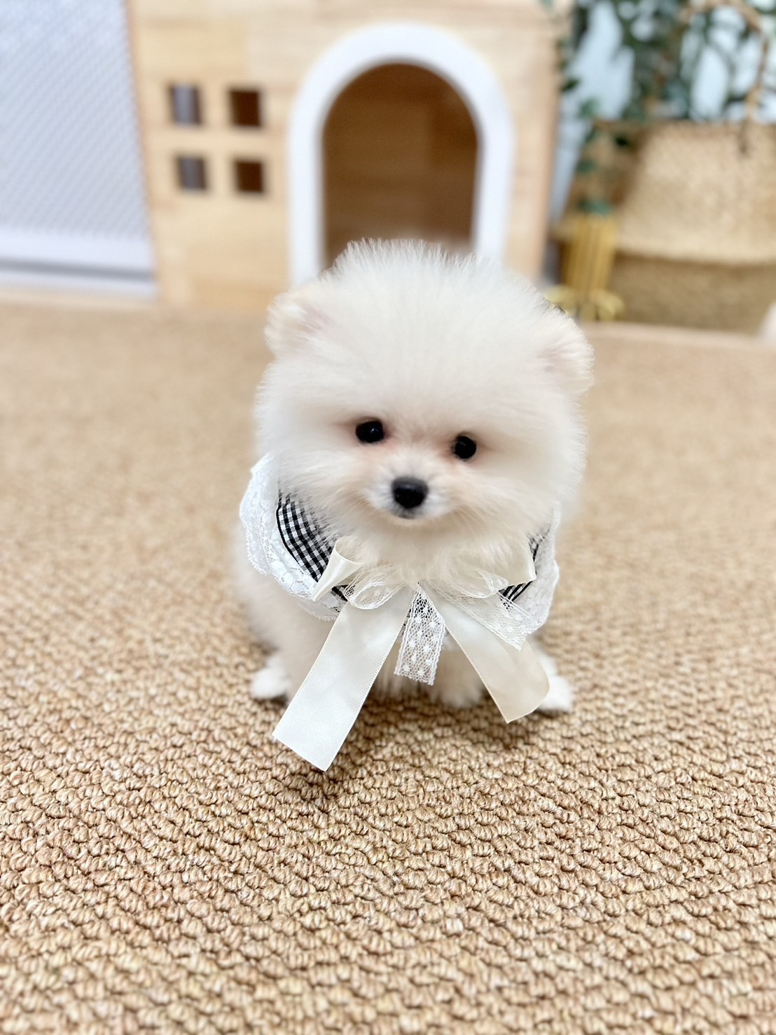 ปอมแท้ตัวผู้สีขาวครีม ขายหมาปอมหน้าหมี