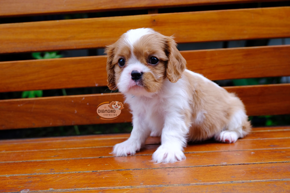 คาวาเลีย , เพศผู้ เกิดมาจากพ่อแม่นำเข้า กะโหลกใหญ่ สีเข้มสวย ร่าเริงวิ่งเล่นเก่ง สายเลือดดี