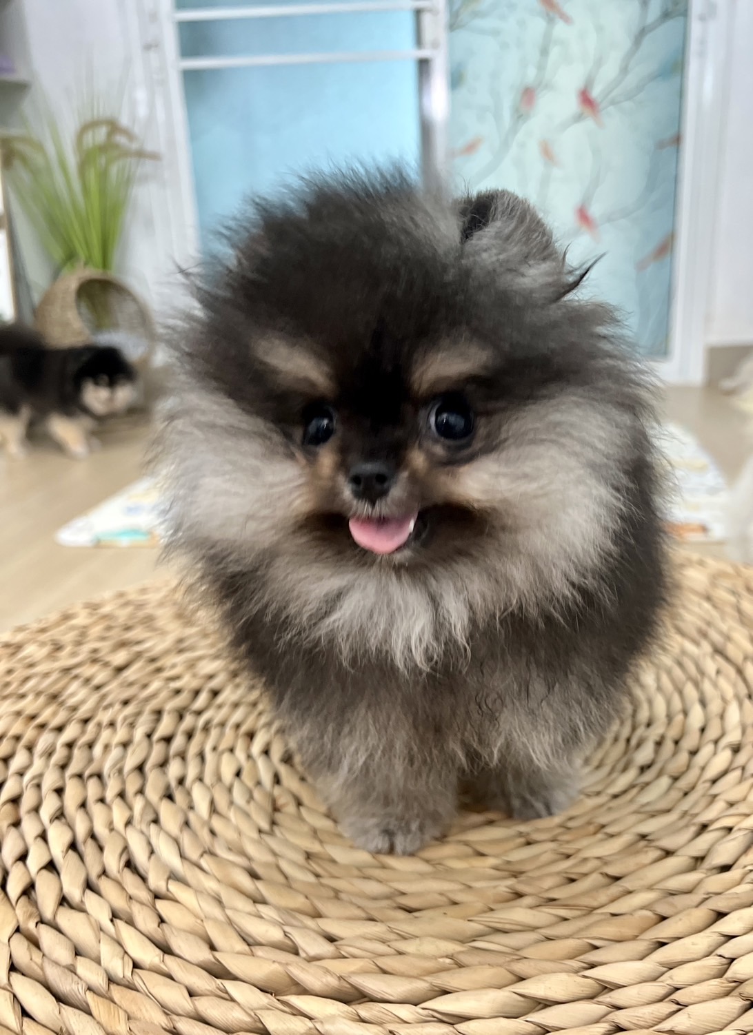 ปอมสีแบล็คแทน