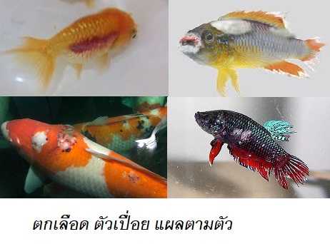 SC MALA-GREEN-F (น้ำยากำจัดเชื้อโรคในน้ำ ลดคลอรีน รักษาจุดขาว ตกเลือด เน่าเปื่อย ซึม เบื่ออาหาร)