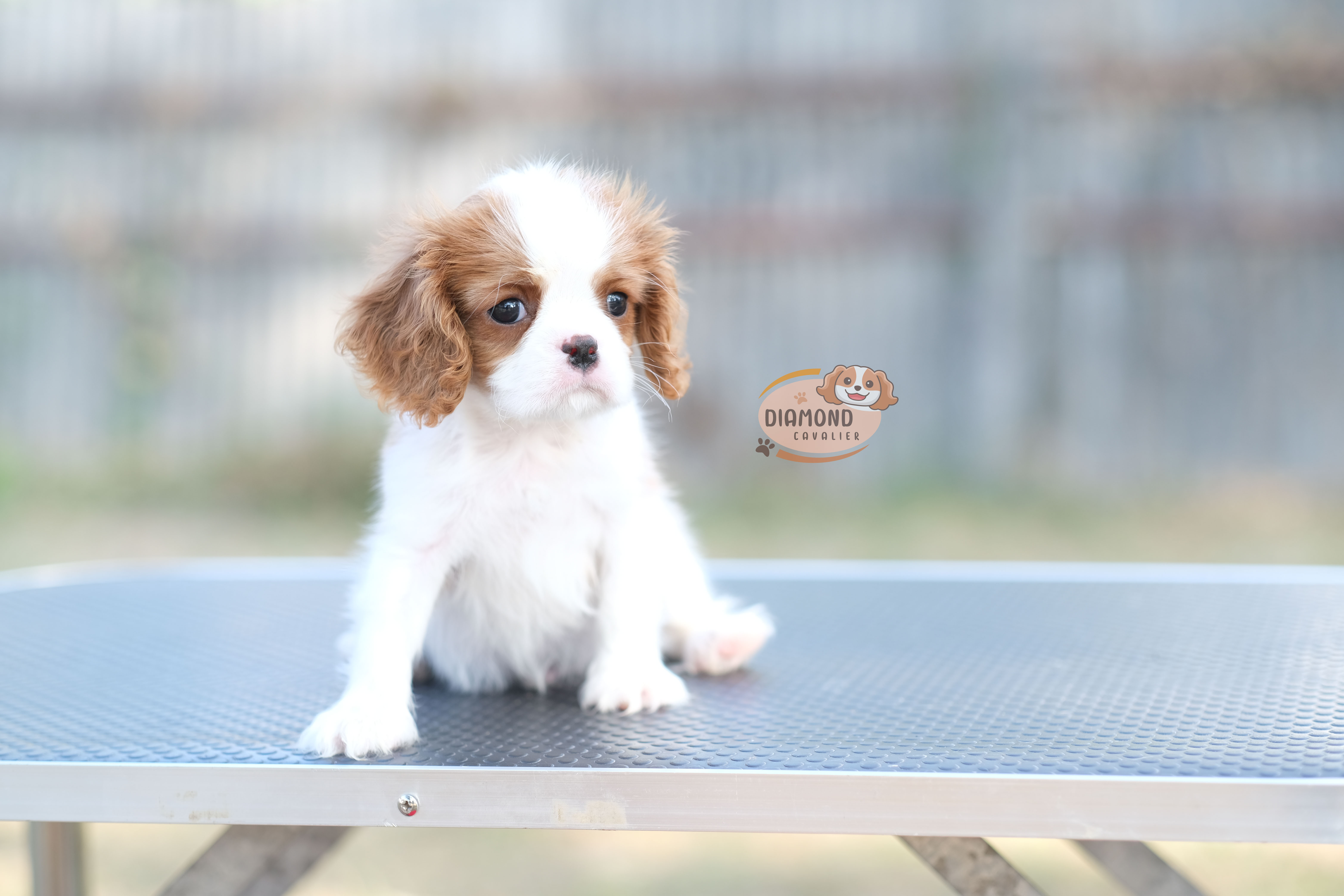 คาวาเลีย , เพศผู้ เกิดมาจากพ่อแม่นำเข้า กะโหลกใหญ่ สีเข้มสวย ร่าเริงวิ่งเล่นเก่ง สายเลือดดี