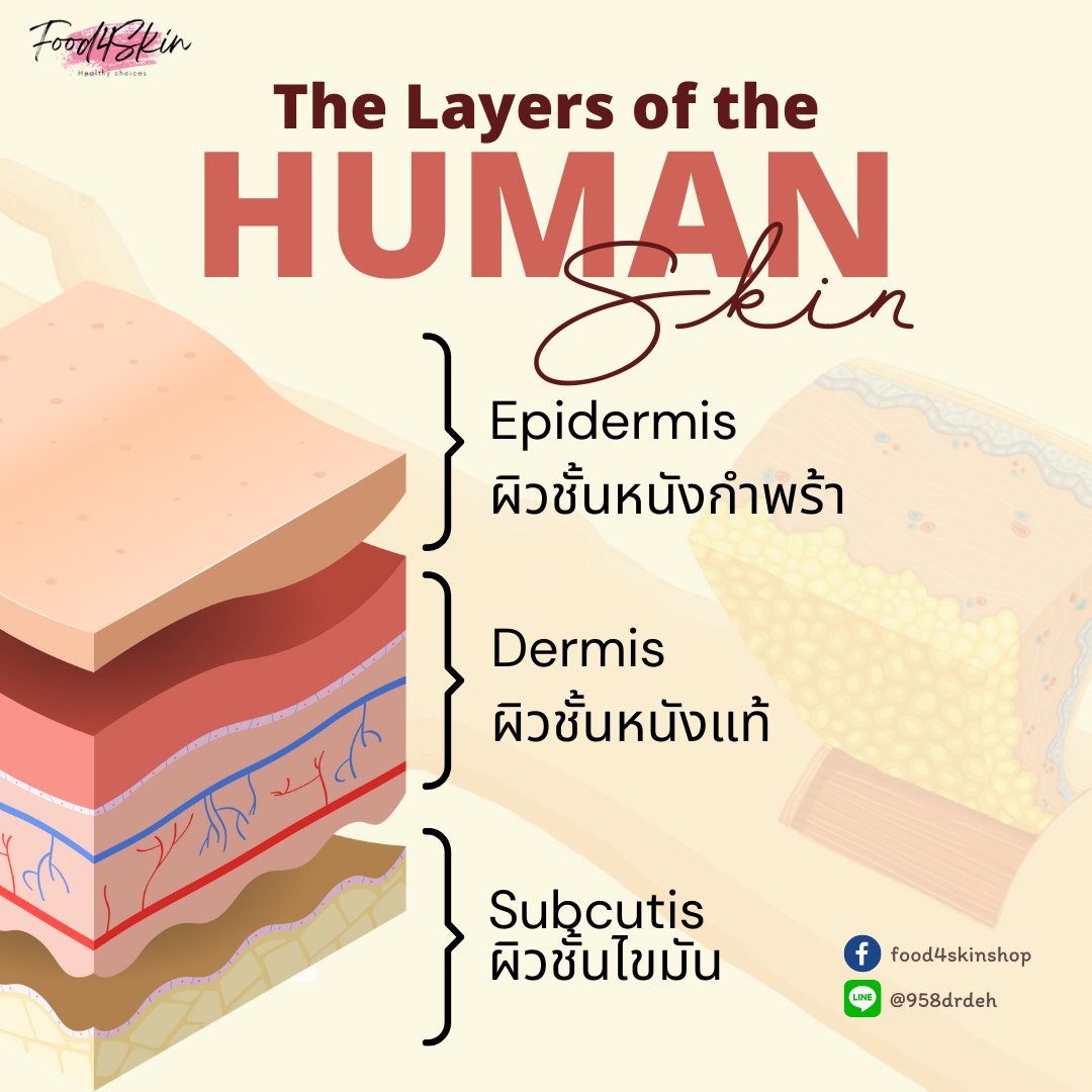 The layers of the human skin